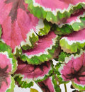 Fake Reptile Plants for Terrarium,Crested Gecko Tank Accessories