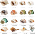 16PCS Hermit Crab Shells Medium Small | Sea Conch Size 1.1" - 2.4" | Medium Small Shells Set - Growth Turbo Seashells fo