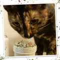 Meowijuana Winter Lift Catnip Blend | High-Potency, Hand-Harvested