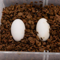 Pangea Hatch Premium Reptile Egg Incubation Substrate, 2 lb