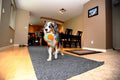 Chuckit! Indoor Fetch Ball Dog Toy, 4.75in, Orange and Blue