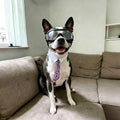 NAMSAN Medium Dog Goggles Eye Protection, UV Protection Pet Sunglasses for Dogs Small to Medium Breed, Driving Glasses f