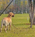 25FT Dog Tie Out Leash Long Tether 8-10-13-15-20-30-35-40-50-65FT
