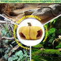 Pumpkin Leopard Gecko Hide Reptile Bearded Dragon Tank Hideout Caves Accessories Halloween Turtle Lizard Snake Décor Amp