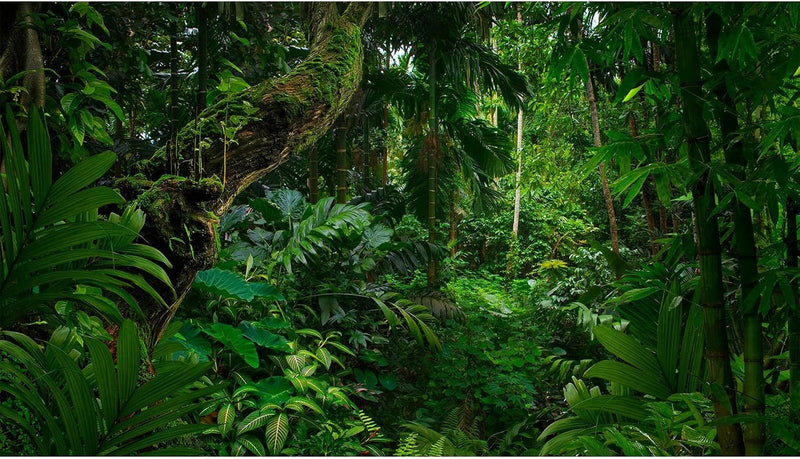 Tropical Rainforest Aquarium Background Psychedelic Forest Terrarium Background Old Trees Woodland Reptile Habitat Backg