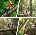 5 PCS Bird Diaper, Reusable Parrot Nappy Flight Suit Washable Pet Bird Diapers with Waterproof Inner Adjustable Straps B