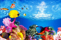 H:11.8" x L:24.4"/Sea World