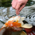 Tetra Pond Koi Vibrance Soft Sticks, Floating Pond Fish Food, 5.18 lbs