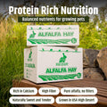High Desert Alfalfa Hay for Young Rabbits and Guinea Pigs, 5 lb Box