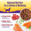 Wellness Complete Health Stew Adult Canned Wet Dog Food, Grain Free, Natural, Beef Recipe, 12.5 oz, Pack of 12 Cans