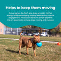 Jolly Pets Large Soccer Ball Floating-Bouncing Dog Toy, 8 inch Diameter, Ocean Blue