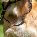 Halti Link One Size Fits All, Suitable to use on Headcollar and Optifit Headcollar, Dog Harness to Collar Safety Link Strap, Easy to Use, Professional Training Aid for Dogs