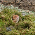 Niteangel 5L Forest Moss Soft Natural Moss Bedding Nesting for Dwarf Syrian Hamsters, Gerbils, mices, Degus or Other Sma