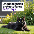 Amazon Basics Preventative Topical Flea Treatment and Prevention for Large Cats (Over 9 Pounds), Kills Fleas Within 12 Hours, 6 Count