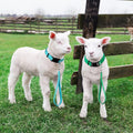 Silkfly 24 Pcs 11 Inch Goat Lead Rope and Goat Collars Set Include Nylon Goat Collar and Lead Rope with Reflective Strip