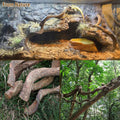 Reptile Decor 4PCS Natural Forest Branch Terrarium Habitat Wood Decoration Lizard Climbing Tree Branch for Bearded Drago
