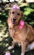 PET SHOW Pink Crown Dog Birthday Party Hat for Girls Reusable Birthday Party Cat Kitten Headband with 0-9 Figures Charms