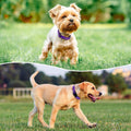 PenSeepet Reflective Dog Collar Padded with Soft Neoprene Breathable Quick Release Basic Dog Collars for Medium Dogs Purple Girl