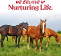 Manna Pro Tasty Delights Horse Treats, Apple & Oat Flavor, 3 lb Tub