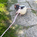 3 Pack Adjustable Hamster Leash Harness, Walking Lead for Small Animals