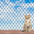 Cat Balcony Netting, Cat Net Pet Anti-Fall Safety Netting,10x6.6ft