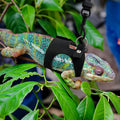 3PCS Bearded Dragon Harness and Leash Set | 3 Size Adjustable Reptile Leash