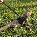 3 Pack Bearded Dragon Harness Leash Set, Adjustable Soft Leather Lizard Harness with Traction Rope, Reptile Training Wal