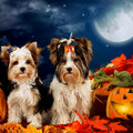 PET SHOW 20pcs Halloween Small Dog Hair Bows with Rubber Bands for Medium Dogs Holiday Puppies Cats Kittens Rabbits Topk