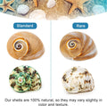 5PCS Hermit Crab Shells | Natural Sea Conch Size 2.1" - 2.8", Opening Size 0.9" - 1.5" | Medium Large Turbo Seashells fo