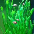 25.98 Inch Tall Aquarium Plants – 2 Pcs Fish Tank Plants Plastic, Large Lifelike Artificial Fish Tank Decorations, Durab