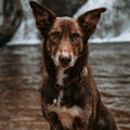 Beau's Bells V2 | Cat & Dog Collar Bells with New Quick Loop Easy Release Clip | Handmade Copper | Track Your Pet | Prot