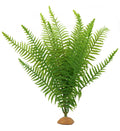 Fern-L