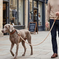 Mile High Life Dog Leash Braided Cotton Rope with Leather-Reinforced Ends