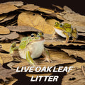 MAQIHAN 5oz Oak Leaf Litter - Dry Substrate for Reptiles Isopod & Bioactive