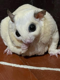 Premium Fish Stick for Sugar Glider and Small Exotic Pet - Made from Real Fish - Hamster, Squirrel, Chinchillas, Marmose