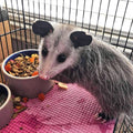 Exotic Nutrition Opossum Complete - Nutritionally Complete Healthy Pellet Diet - Food for Short-Tailed & Virginia Opossu