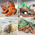 12PCS Hermit Crab Shells Medium and Large Growth Turbo Seashells 1.18"-3.2"