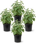 Herb - Catnip (Nepeta) (4 Pack), Live Aromatic Herb, Cat Attractant