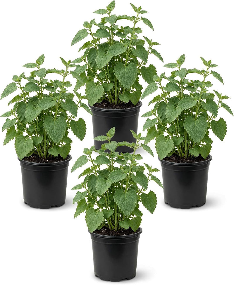 Herb - Catnip (Nepeta) (4 Pack), Live Aromatic Herb, Cat Attractant