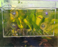 Acrylic Fish Tank Isolation Box 6"x4"x4" - No Assembly - Clear View Breeding Hatchery with Suction Cups & Feeding Kit (F