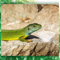 Maxcheck 1000 Pcs 0.5 oz Gecko Feeding Cups Small Gecko Food and Water Cups Reptile Feeding Bowls Plastic Bearded Dragon
