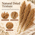 Sukh 5 Pcs Hamster Sprays Natural - Sun Dried Red Sorghum Forage Stalks