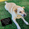 Premium Bacon Flavor Beef Hide Dog Chews – Rawhide Alternative Chews for Dogs, Easy-to-Digest 6” Sticks, Grain-Free Long