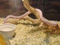 AWXZOM Large Reptile Branch, 15-17inch Length, Carefully Selected and Polished for Reptile Climbing Branch,Each one is U