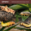 Gargeer 3oz Bugs & Insects Gel. for Roaches, Crickets & Worms, Made in USA