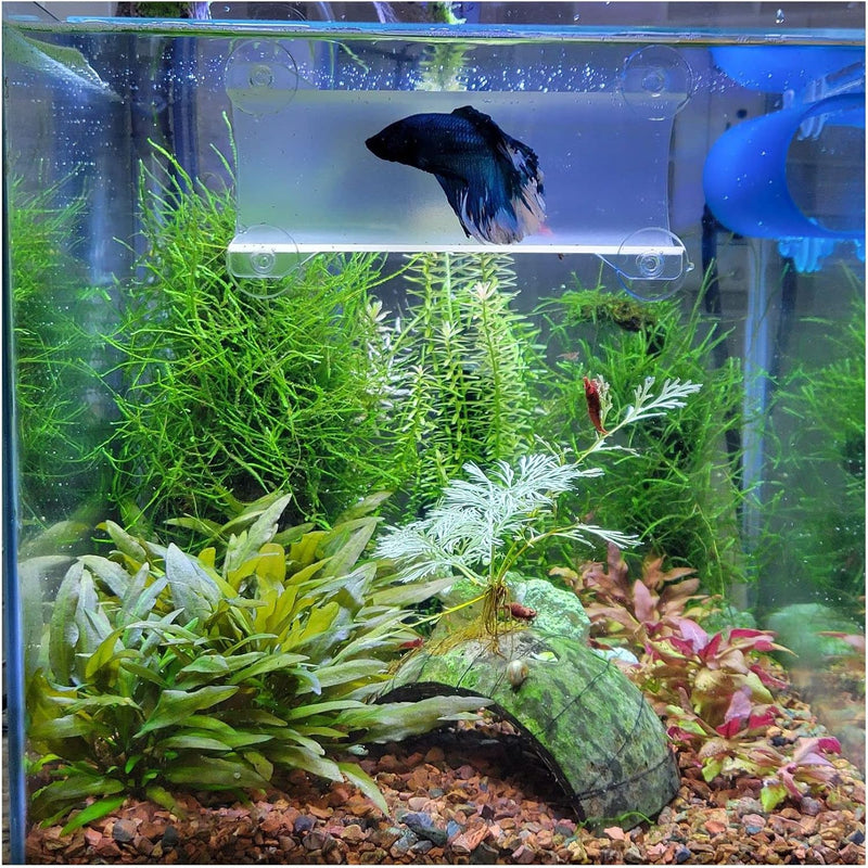 Brand Betta Tunnel (Translucent Clear)