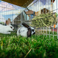 Therwen 4 Pcs Rabbit Hay Feeder Guinea Pig Heavy Duty Metal Frame Hay Rack with Hooks Cage Hanging Holder for Bunny Chin