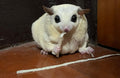 Premium Fish Stick for Sugar Glider and Small Exotic Pet - Made from Real Fish - Hamster, Squirrel, Chinchillas, Marmose