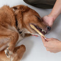 Prymal Pets Dog Toothbrush I 4-Pack Two Sided Bamboo Toothbrush for Small and Large Dogs & Cats I Soft Bristles Gentle for Easy Dog Teeth Brushing & Dental Care