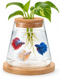 Glass Betta Fish Bowl, Desktop Plant Hydroponic Terrarium Kit 4''